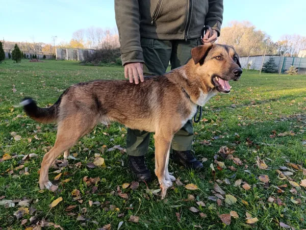 Pies do adopcji, Bełchatów, 30 listopada 2024 (1/5)