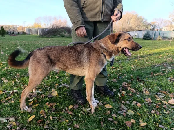 Pies do adopcji, Bełchatów, 30 listopada 2024 (5/5)