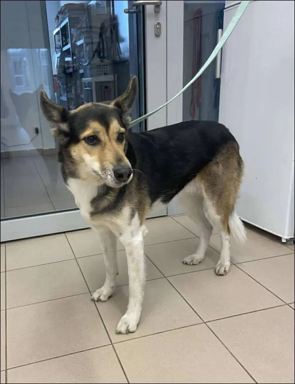 Znaleziono psa, Grudziądz, 5 listopada 2025