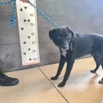 Pies do adopcji