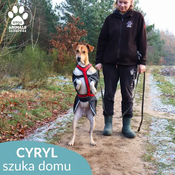 Znaleziono psa, Dąbrówka, 5 listopada 2025 (3/4)