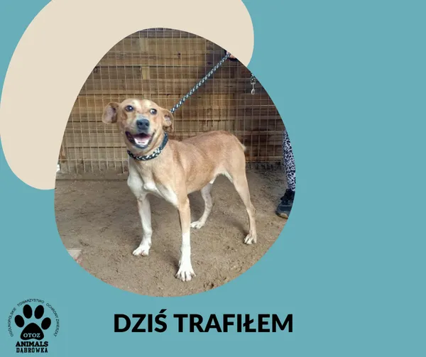 Znaleziono psa, Dąbrówka, 5 listopada 2025 (4/4)