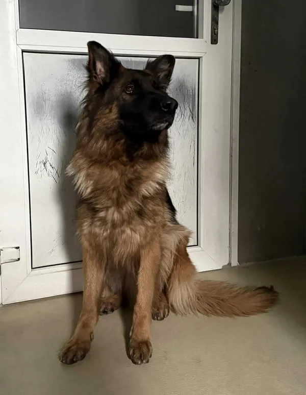 Znaleziono psa, Lublin, 3 listopada 2025