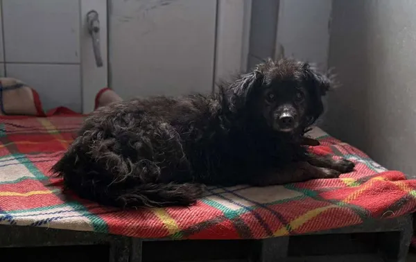 Znaleziono psa, Lublin, 4 listopada 2025