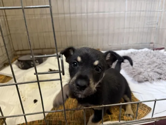 Pies do adopcji, Kraków, 5 października 2025