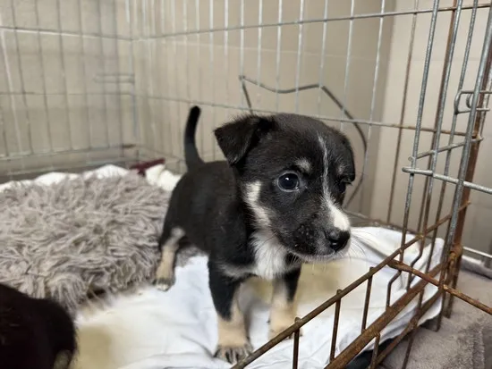 Pies do adopcji, Kraków, 5 października 2025