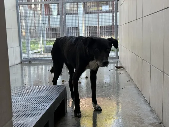 Pies do adopcji, Kraków, 22 października 2025