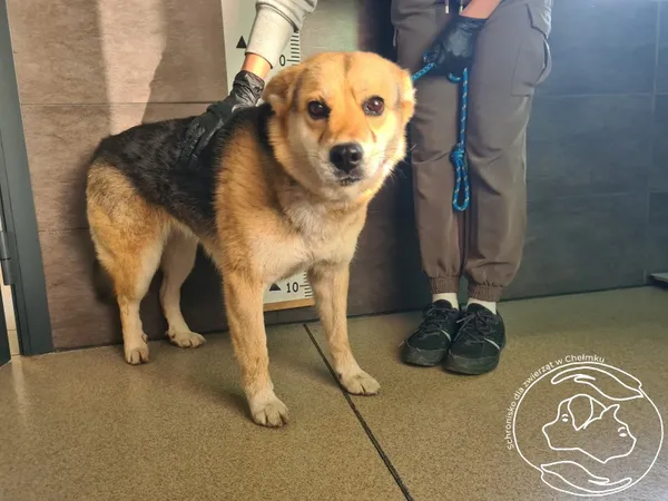 Znaleziono psa, Chełmek, 5 listopada 2025