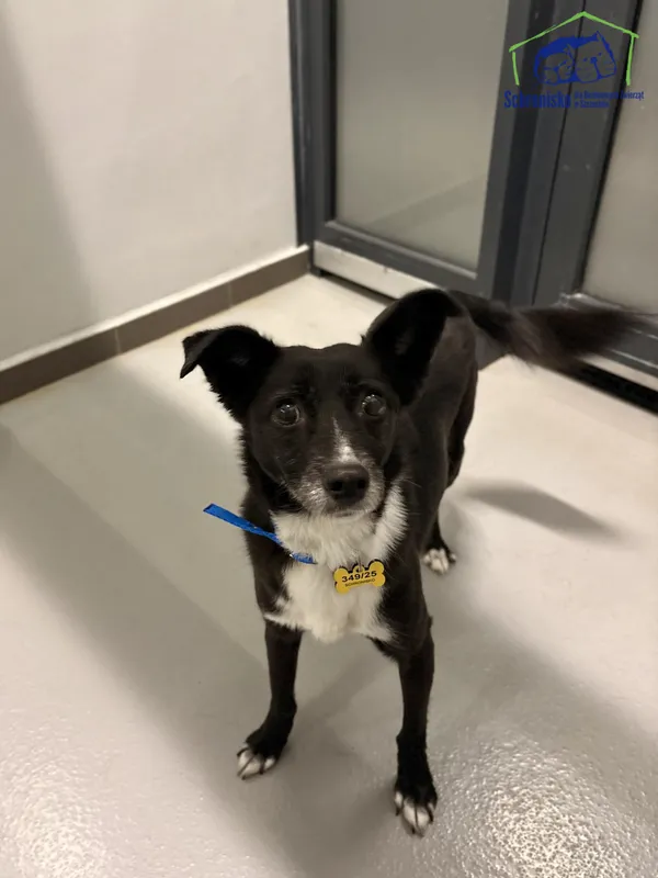 Znaleziono psa, Szczecin, 5 listopada 2025