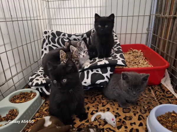 Kot do adopcji, Orzechowce, 4 listopada 2025 (1/5)