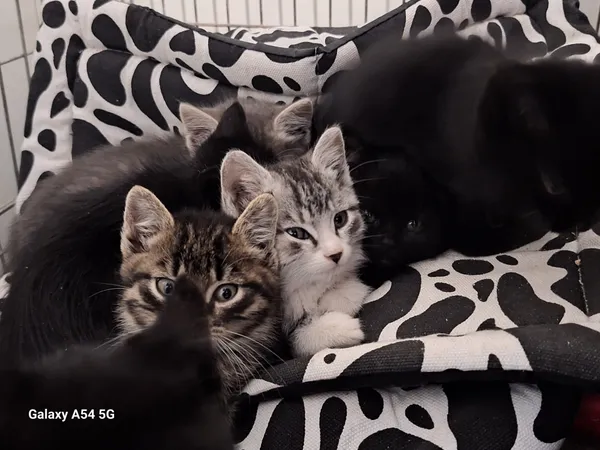 Kot do adopcji, Orzechowce, 4 listopada 2025 (2/5)