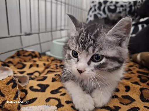 Kot do adopcji, Orzechowce, 4 listopada 2025 (3/5)