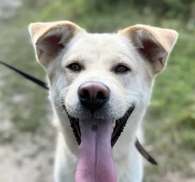 Pies do adopcji, Oborniki, 6 czerwca 2025