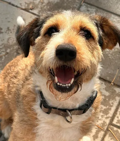 Pies do adopcji, Oborniki, 21 sierpnia 2025