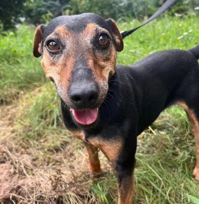 Pies do adopcji, Oborniki, 17 sierpnia 2025