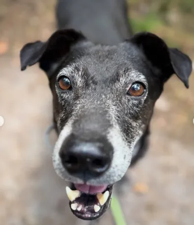 Pies do adopcji, Oborniki, 27 czerwca 2025