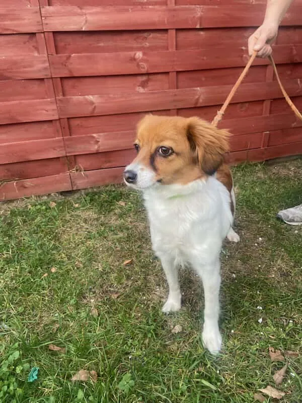 Znaleziono psa, Czartki, 5 listopada 2025