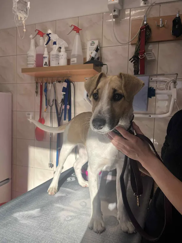 Pies do adopcji, Włocławek, 6 listopada 2025