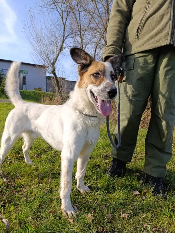 Pies do adopcji, Bełchatów, 26 maja 2025 (1/5)