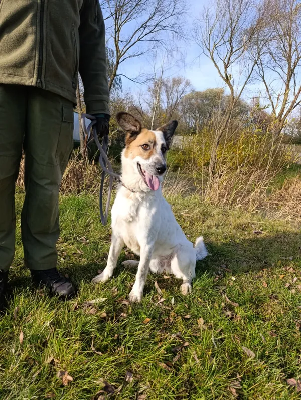 Pies do adopcji, Bełchatów, 26 maja 2025 (3/5)