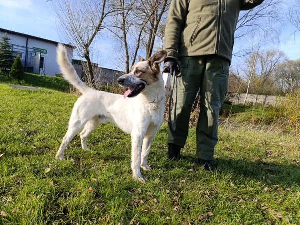 Pies do adopcji, Bełchatów, 26 maja 2025 (5/5)