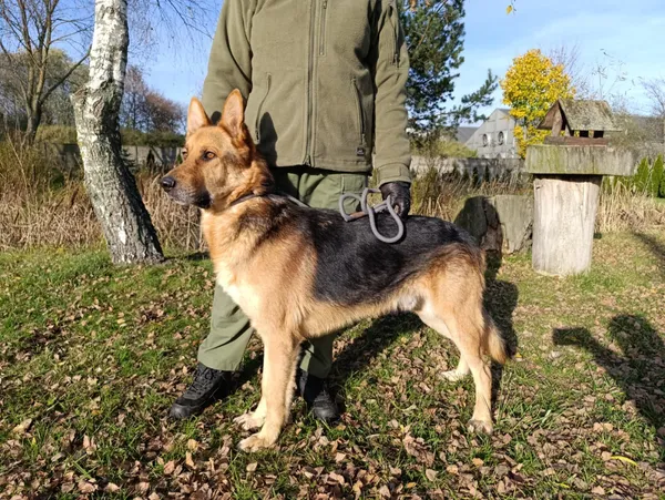 Pies do adopcji, Bełchatów, 12 lutego 2025 (1/5)