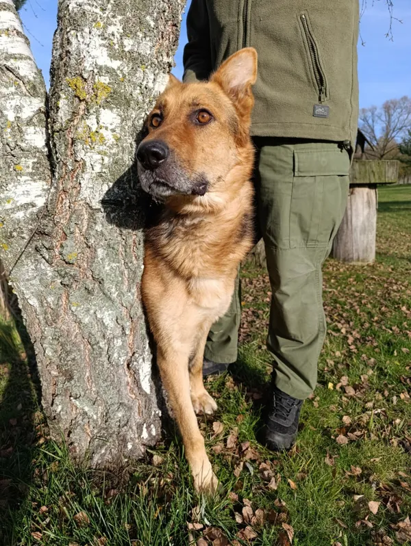 Pies do adopcji, Bełchatów, 12 lutego 2025 (4/5)