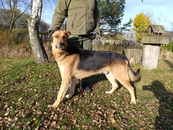 Pies do adopcji, Bełchatów, 12 lutego 2025 (5/5)