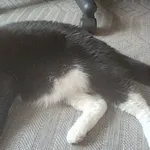 Kot do adopcji