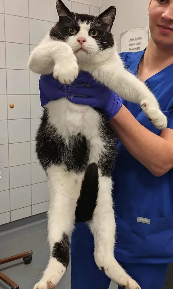 Znaleziono kota, Lublin, 3 listopada 2025