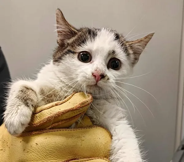 Znaleziono kota, Lublin, 3 listopada 2025