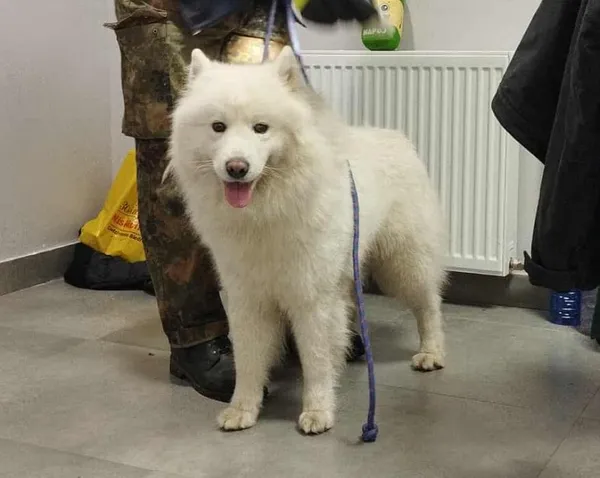 Znaleziono psa, Toruń, 4 listopada 2025