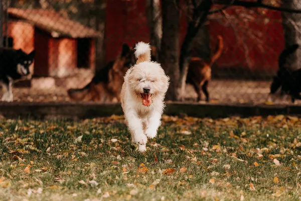 Pies do adopcji, Czartki, 6 listopada 2025 (2/5)