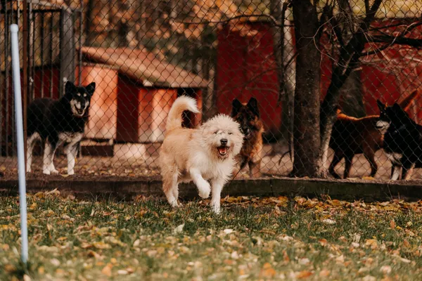 Pies do adopcji, Czartki, 6 listopada 2025 (1/5)