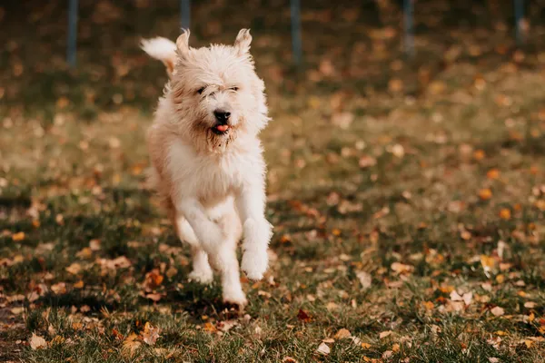 Pies do adopcji, Czartki, 6 listopada 2025 (5/5)