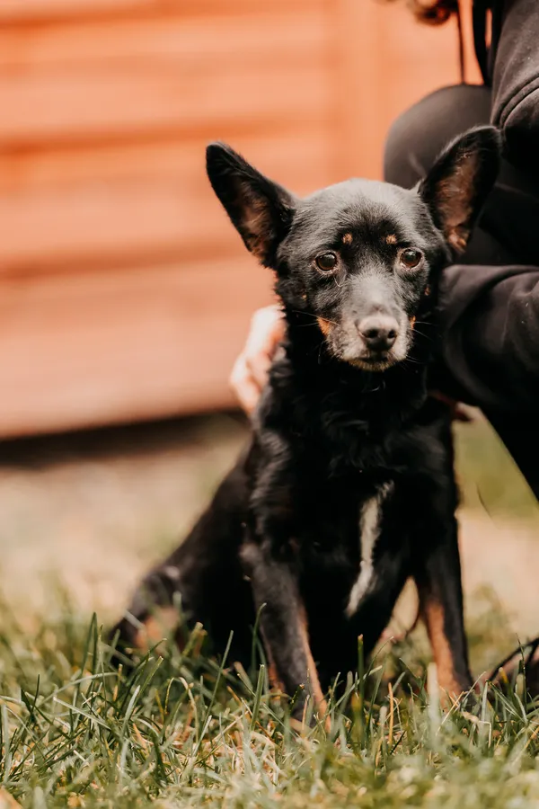 Pies do adopcji, Czartki, 6 listopada 2025 (3/3)