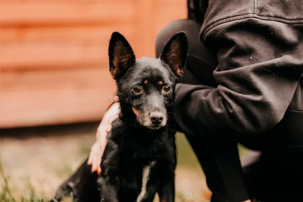 Pies do adopcji, Czartki, 6 listopada 2025 (2/3)