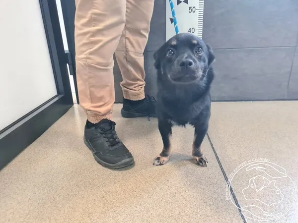 Znaleziono psa, Chełmek, 5 listopada 2025