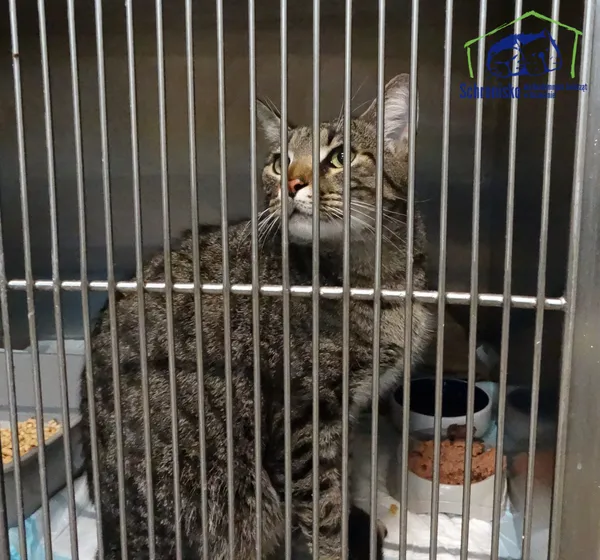 Znaleziono kota, Szczecin, 6 listopada 2025