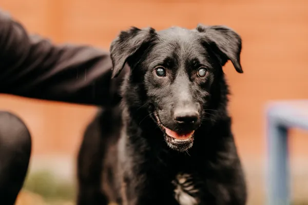 Pies do adopcji, Czartki, 6 listopada 2025 (4/4)