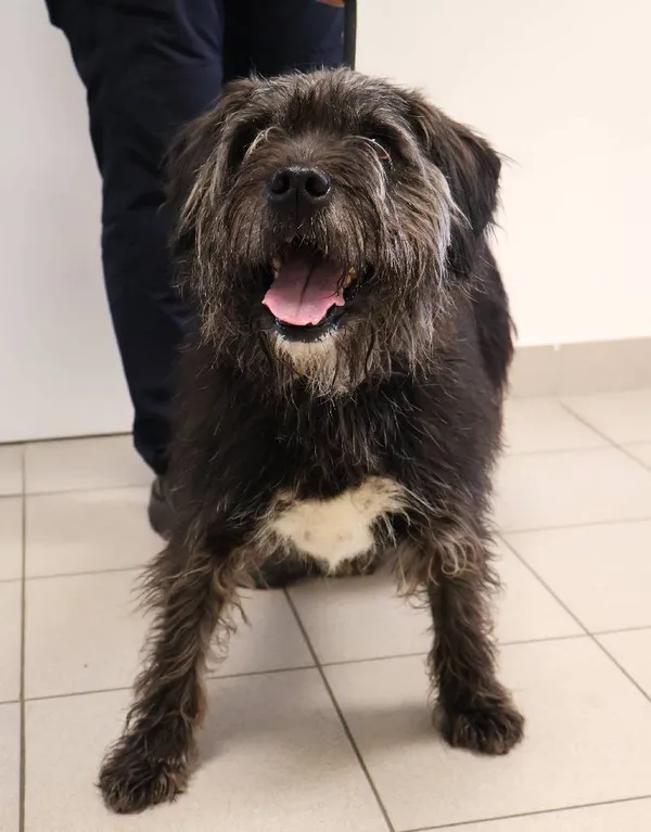 Znaleziono psa, Łódź, 6 listopada 2025 (1/3)