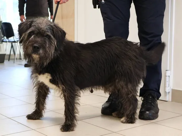 Znaleziono psa, Łódź, 6 listopada 2025 (2/3)