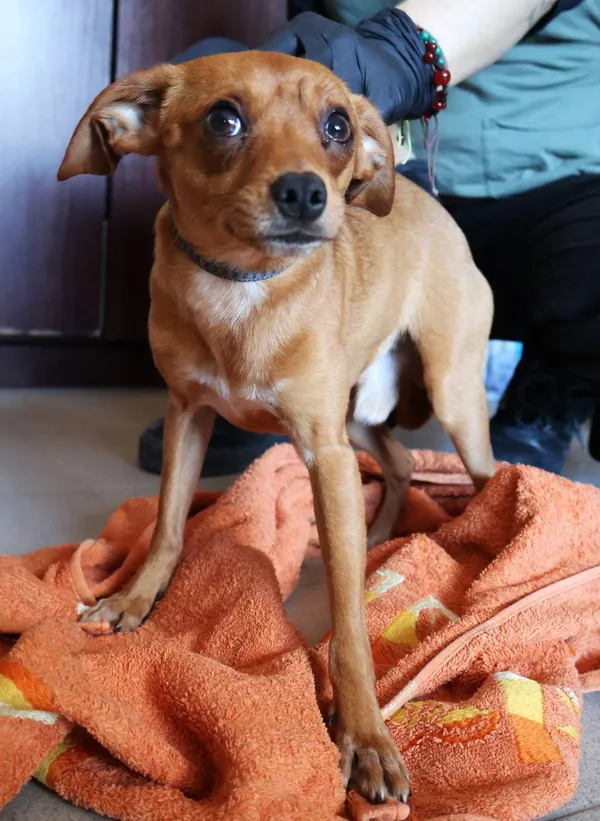 Znaleziono psa, Łódź, 5 listopada 2025 (2/4)