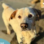 Pies do adopcji