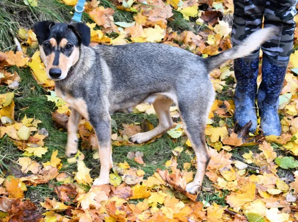 Znaleziono psa, Pieckowo, 6 listopada 2025 (1/3)