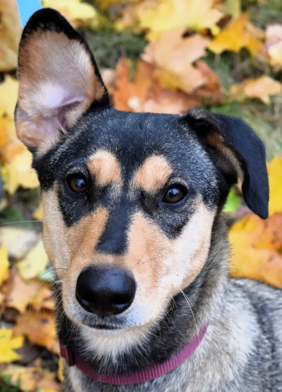 Znaleziono psa, Pieckowo, 6 listopada 2025 (2/3)