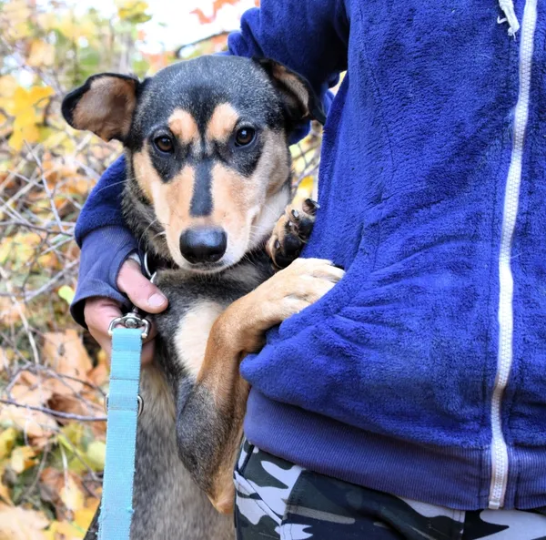 Znaleziono psa, Pieckowo, 6 listopada 2025 (3/3)