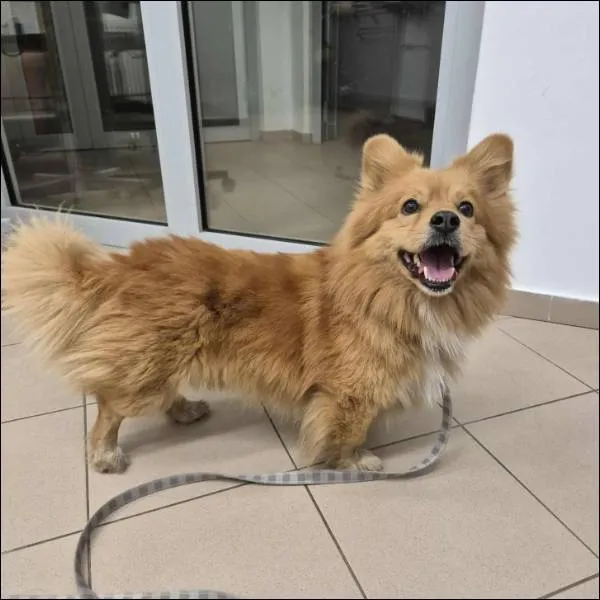 Znaleziono psa, Grudziądz, 6 listopada 2025