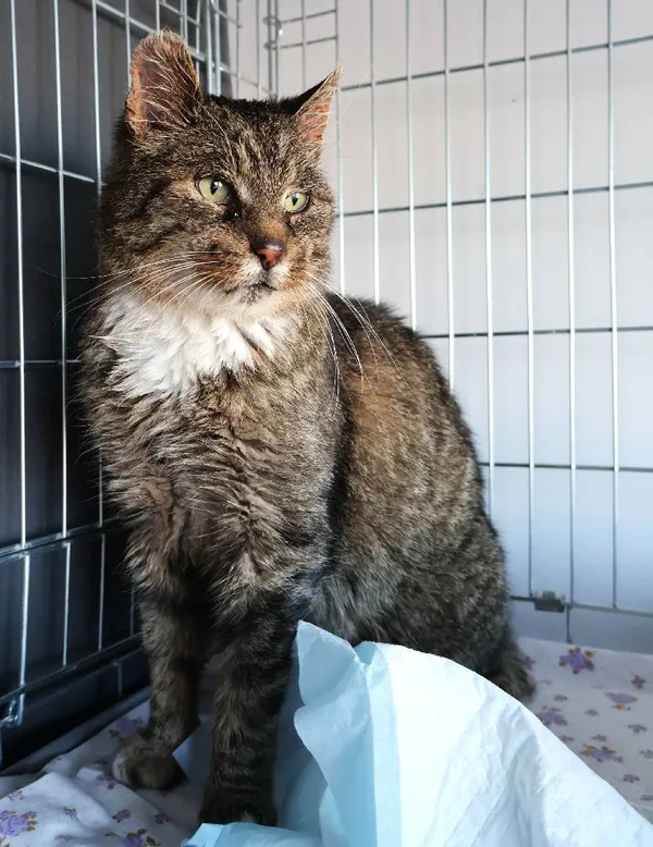 Znaleziono kota, Łódź, 5 listopada 2025 (1/2)