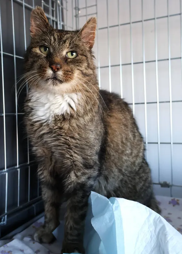 Znaleziono kota, Łódź, 5 listopada 2025 (2/2)